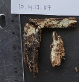 Phlebiella christiansenii image