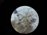 Phlebiella christiansenii image