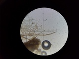 Phlebiella christiansenii image
