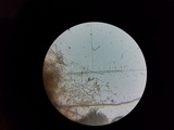 Phlebiella christiansenii image