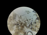 Phlebiella christiansenii image