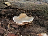 Bjerkandera adusta image
