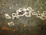 Bjerkandera adusta image