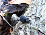 Resupinatus applicatus image