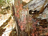 Lycogala epidendrum image