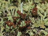 Cladonia ramulosa image