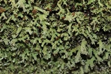 Cladonia ramulosa image