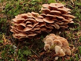 Gymnopus acervatus image