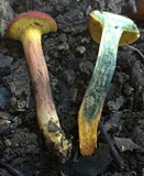 Hortiboletus campestris image