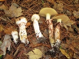 Suillus luteus image