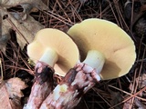 Suillus luteus image