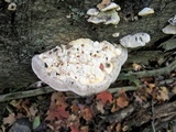 Trametes gibbosa image