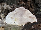 Trametes gibbosa image