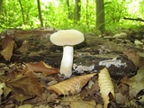 Boletus pallidus image