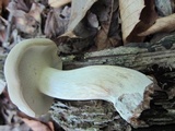 Boletus pallidus image