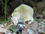 Clitopilus prunulus image