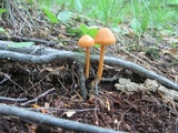 Entoloma quadratum image