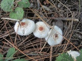 Lepiota cristata image