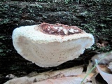 Postia fragilis image