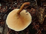 Hygrophoropsis aurantiaca image