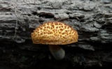 Gymnopilus fulvosquamulosus image