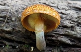 Gymnopilus fulvosquamulosus image