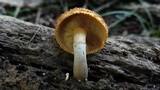 Gymnopilus fulvosquamulosus image