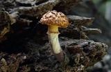 Gymnopilus fulvosquamulosus image