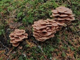 Gymnopus acervatus image