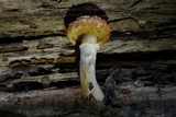Gymnopilus fulvosquamulosus image