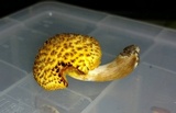 Gymnopilus fulvosquamulosus image
