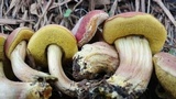 Hortiboletus campestris image