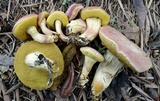 Hortiboletus campestris image