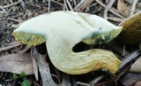 Hortiboletus campestris image