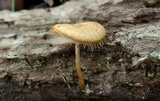 Lentinus swartzii image