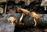 Lentinus swartzii image