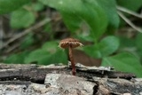 Lentinus swartzii image