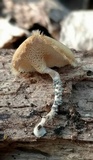 Lentinus swartzii image