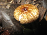 Crinipellis zonata image