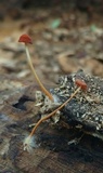 Marasmius sullivantii image