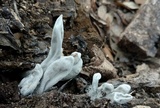 Xylaria poitei image