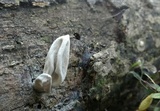 Xylaria poitei image