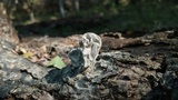 Xylaria poitei image