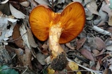 Omphalotus subilludens image