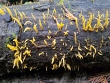 Calocera viscosa image