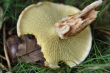 Suillus cavipes image