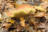 Suillus cavipes image