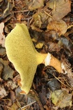 Suillus cavipes image