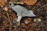 Clitocybe odora image