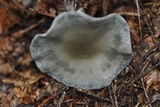 Clitocybe odora image